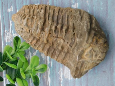 TRILOBITE ROCK STONE LAPIDARY SPECIMEN