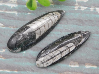 ORTHOCERAS ROCK STONE LAPIDARY SPECIMEN