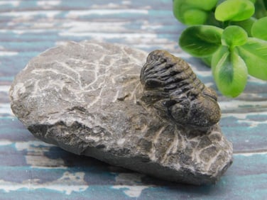 TRILOBITE ROCK STONE LAPIDARY SPECIMEN