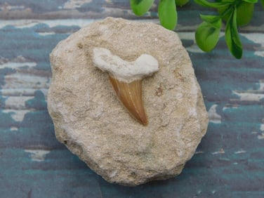 SHARK TOOTH IN MATRIX ROCK STONE LAPIDARY SPECIMEN