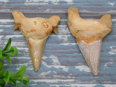 SHARK TEETH ROCK STONE LAPIDARY SPECIMEN