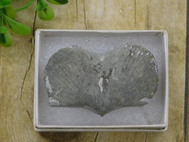 BRACHIOPOD ROCK STONE LAPIDARY SPECIMEN