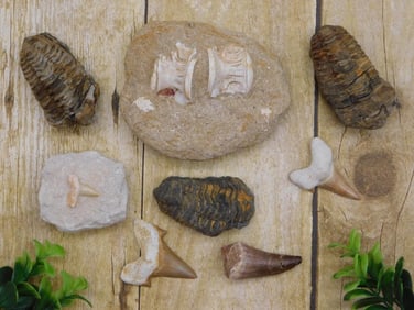 MIXED FOSSIL LOT ROCK STONE LAPIDARY SPECIMEN