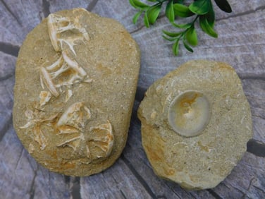 ENCHODUS FOSSIL ROCK STONE LAPIDARY SPECIMEN