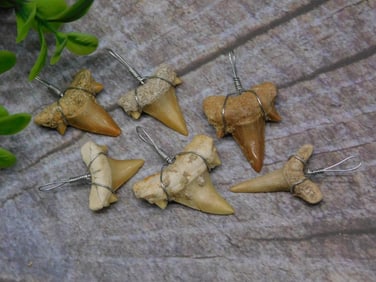 SHARK TEETH PENDANTS ROCK STONE LAPIDARY SPECIMEN