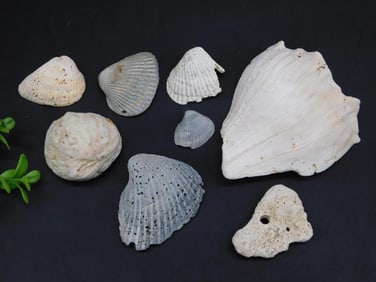 SHELLS