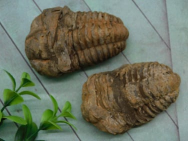 TRILOBITES ROCK STONE LAPIDARY SPECIMEN