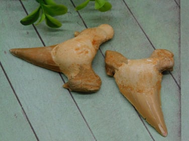 SHARK TEETH ROCK STONE LAPIDARY SPECIMEN