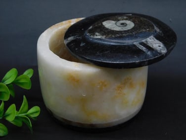 ORTHOCERAS TRINKET BOX ROCK STONE LAPIDARY SPECIMEN