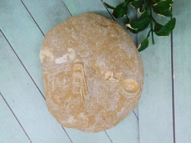 ENCHODUS FOSSIL ROCK STONE LAPIDARY SPECIMEN