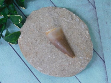 MOSASAUR TOOTH ROCK STONE LAPIDARY SPECIMEN