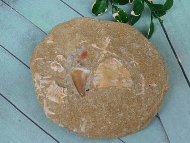FOSSILS IN MATRIX ROCK STONE LAPIDARY SPECIMEN