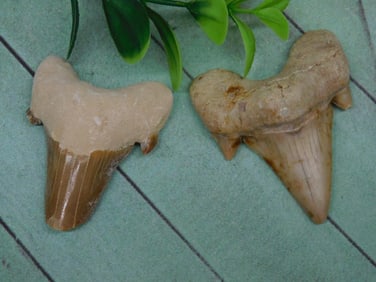 SHARK TOOTH ROCK STONE LAPIDARY SPECIMEN