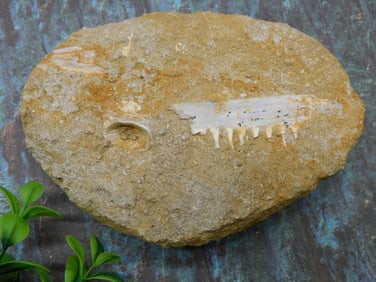 ENCHODUS FOSSIL ROCK STONE LAPIDARY SPECIMEN