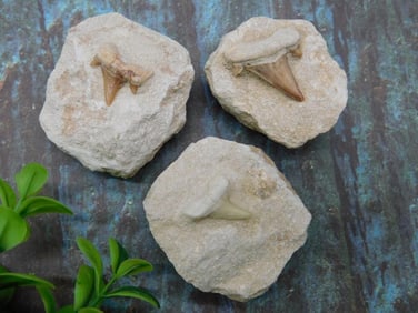 SHARK TEETH ROCK STONE LAPIDARY SPECIMEN