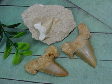 SHARK TEETH ROCK STONE LAPIDARY SPECIMEN