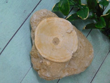 SHARK VERTEBRAE IN MATRIX ROCK STONE LAPIDARY SPECIMEN