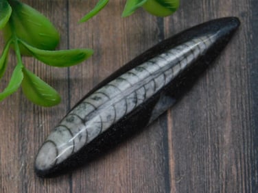 Fossil Orthoceras Specimen in Polished Matrix