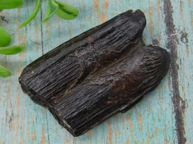 Fossilized Horse Tooth Specimen ? 36 Grams