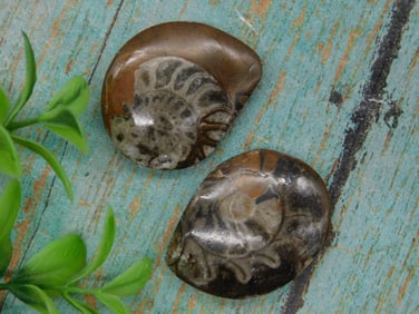 Pair of Fossilized Ammonite Specimens