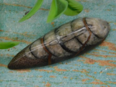 Fossil Orthoceras Cabochon Specimen