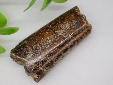 Baculites Compressed Pyrite Fossil Specimen