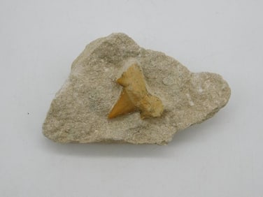SHARK TOOTH IN MATRIX