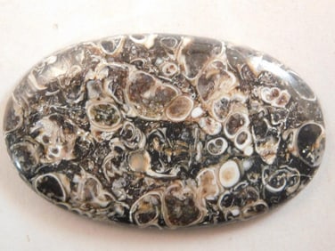 TURITELLA CABOCHON ROCK STONE LAPIDARY SPECIMEN