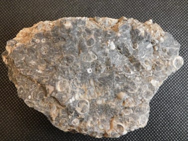 TURITELLA ROCK STONE LAPIDARY SPECIMEN