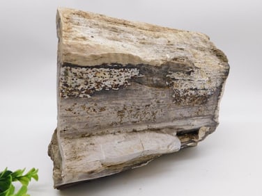 34 POUND PETRIFIED WOOD ROCK STONE LAPIDARY SPECIMEN