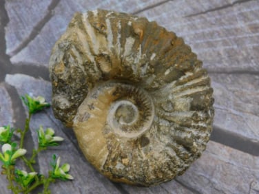 AMMONITE ROCK STONE LAPIDARY SPECIMEN