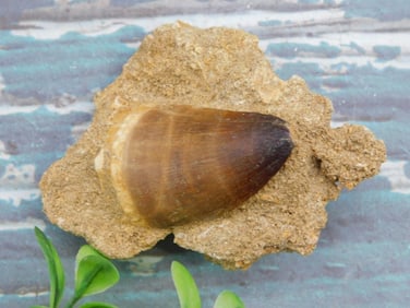 DINOSAUR TOOTH IN MATRIX ROCK STONE LAPIDARY SPECIMEN