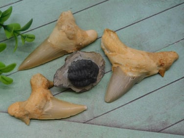 SHARK TEETH AND TRILOBITE ROCK STONE LAPIDARY SPECIMEN
