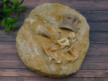 FOSSILS IN MATRIX ROCK STONE LAPIDARY SPECIMEN