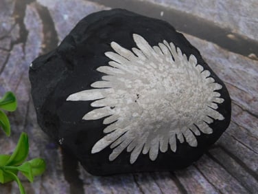 Chrysanthemum Stone Rock Stone Lapidary Specimen