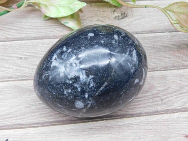 Orthoceras Stone Egg