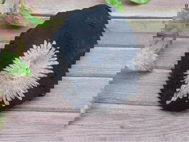 Chrysanthemum Stone Rock Stone Lapidary Specimen