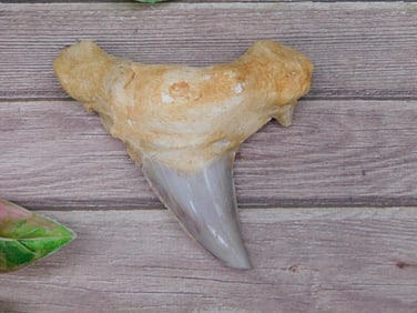 Fossilized Shark Tooth With Enamel
