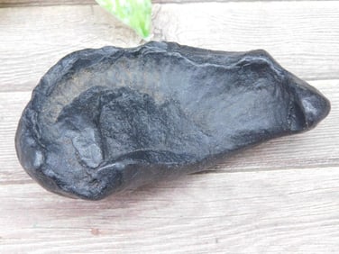 Fossilized Whale Ear Bone