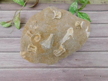 Fossilized Bone Fragments in Sandstone Rock