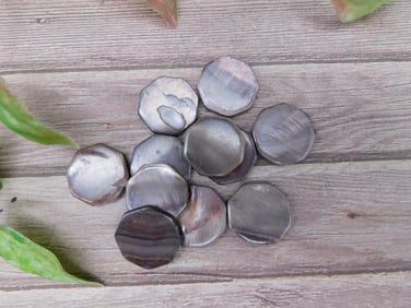 Collection of Polished Round Shell Slices