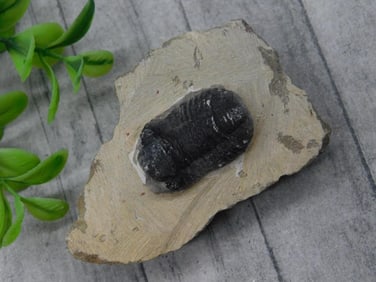 Fossilized Trilobite Specimen on Matrix