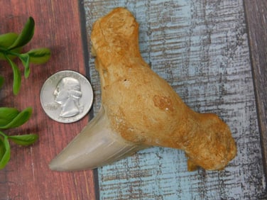 Fossilized Shark Tooth with Natural Matrix