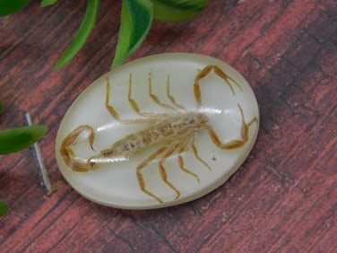 Resin Cabochon With Preserved Scorpion Inside