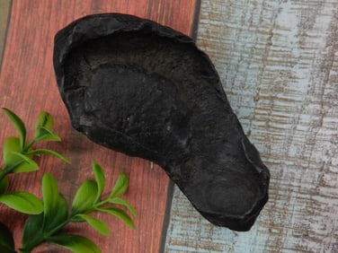 Fossilized Whale Ear Bone