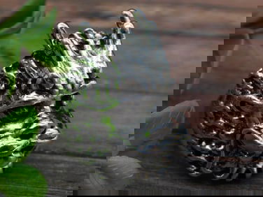 Silver-Tone Dragon Head Ring, Size 9