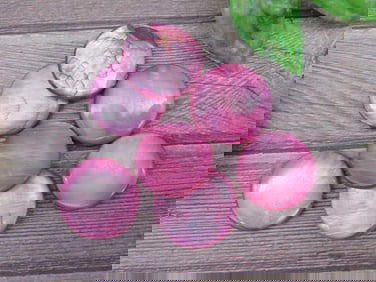 Lot of Seven Pink Shell Round Cabochons