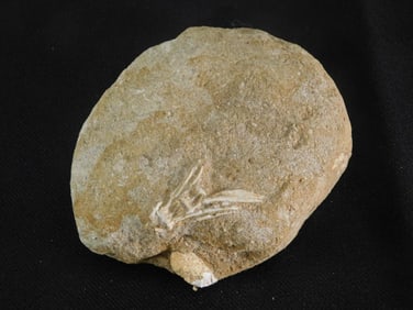 DINOSAUR BONE IN MATRIX ROCK STONE LAPIDARY SPECIMEN