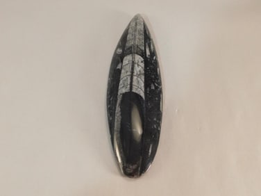 ORTHOCERAS ROCK STONE LAPIDARY SPECIMEN