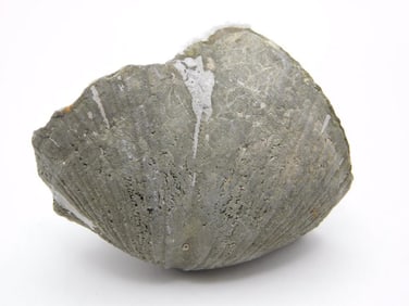 BRACHIOPOD ROCK STONE LAPIDARY SPECIMEN